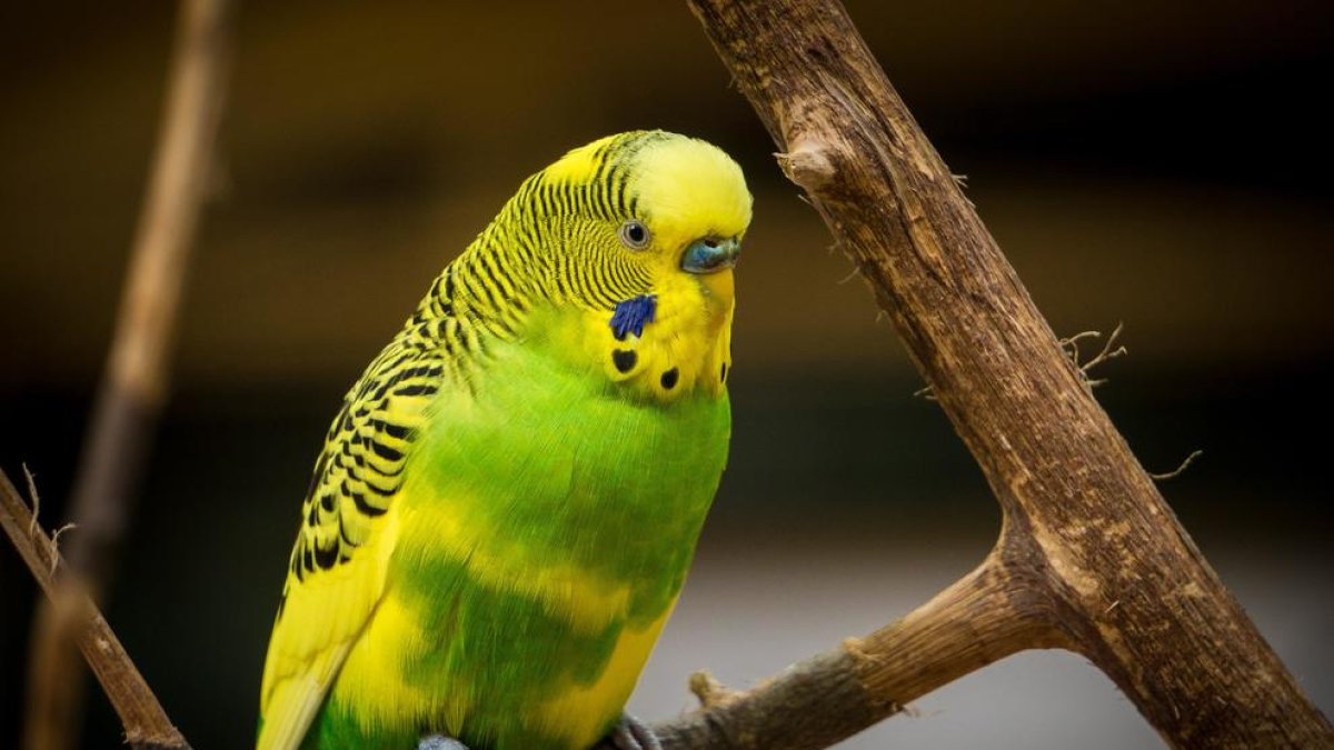 La cotorra argentina, una especie invasora.