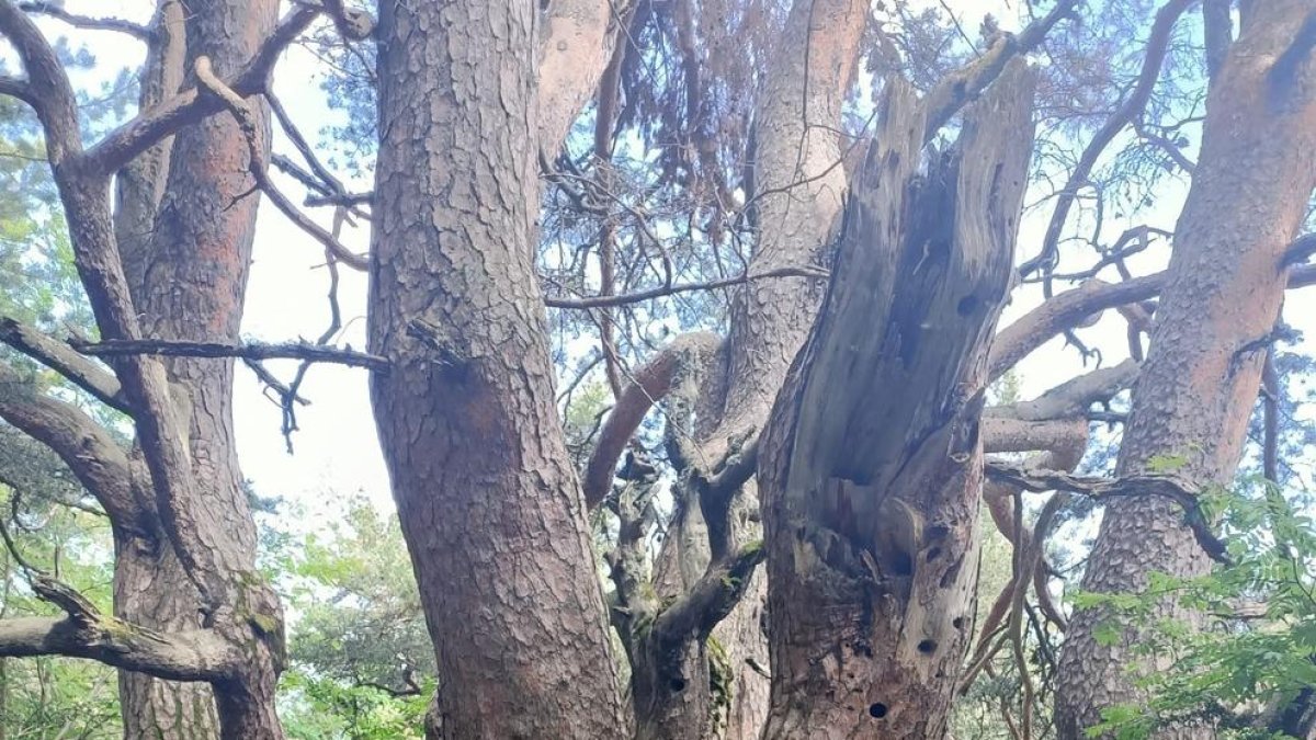 Un dels arbres de l’itinerari de Cava és el pi roig de l’Orri.
