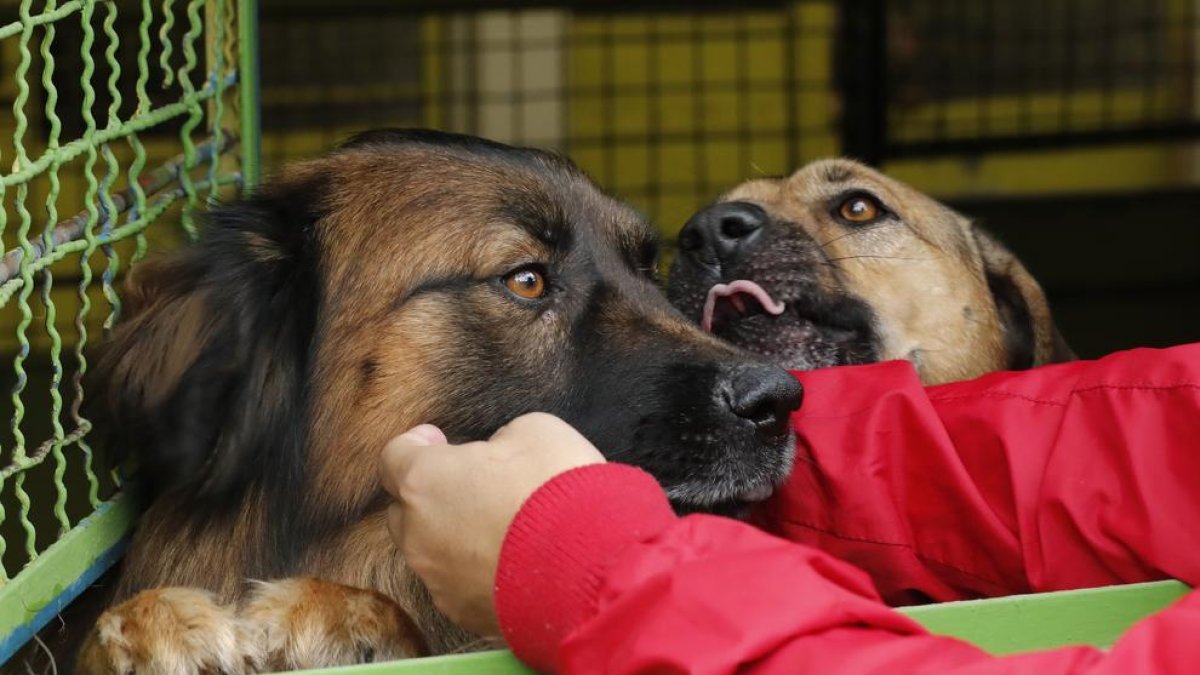 Un donant anònim dona 70.000 euros i evita el tancament d'una protectora d'animals a Tarragona