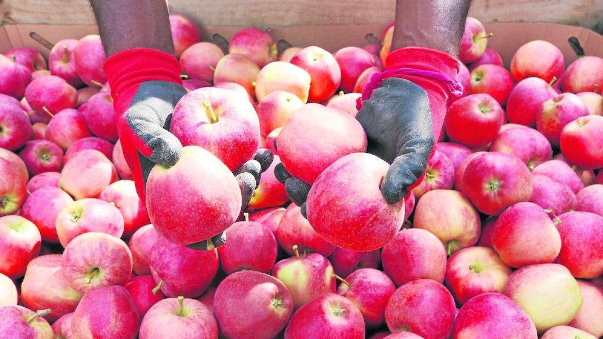L’estudi inicial s’ha fet amb maduixes, però es pot aplicar a altres fruites, com les pomes.