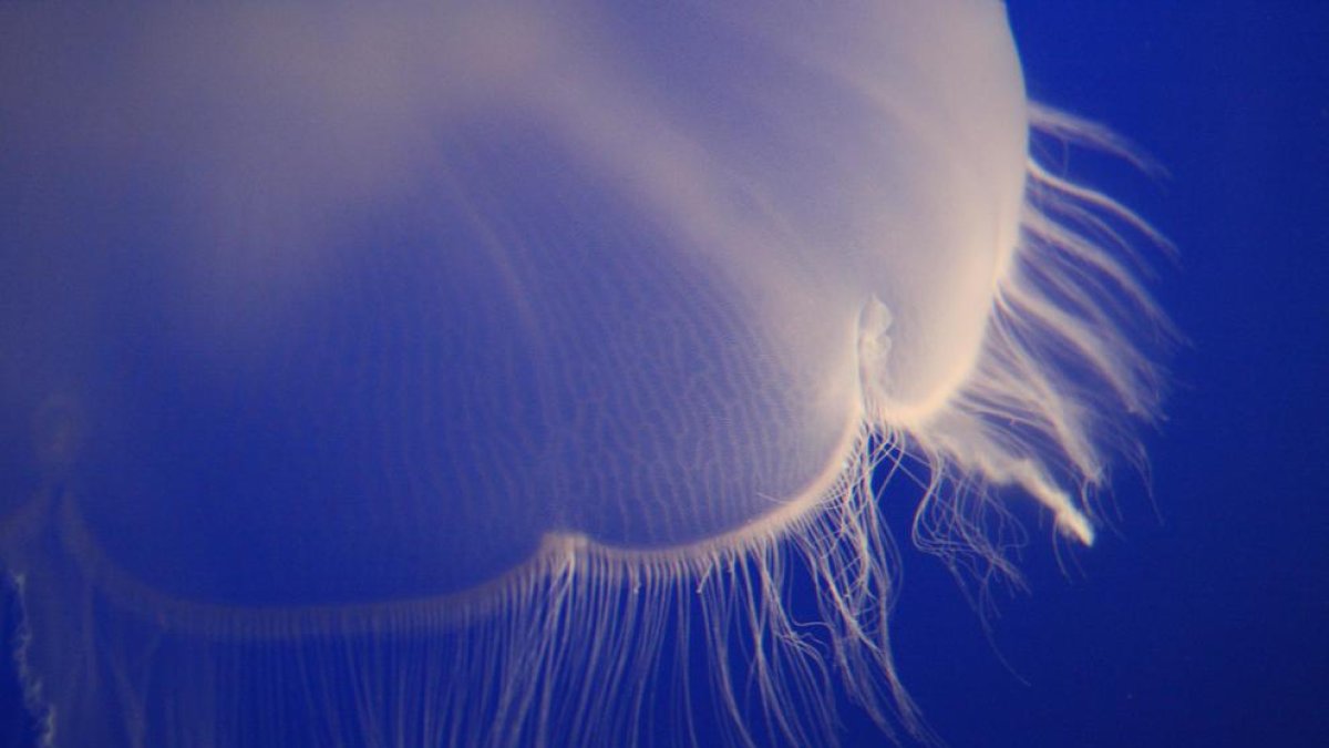 Els tentacles de la medusa es claven a la pell i inoculen el verí.