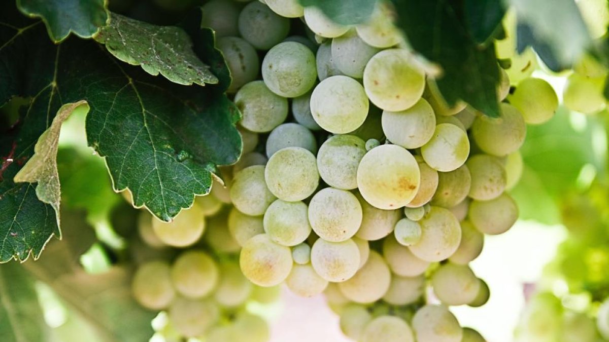 La uva, una tradición imprescindible de la Noche de Fin de Año.