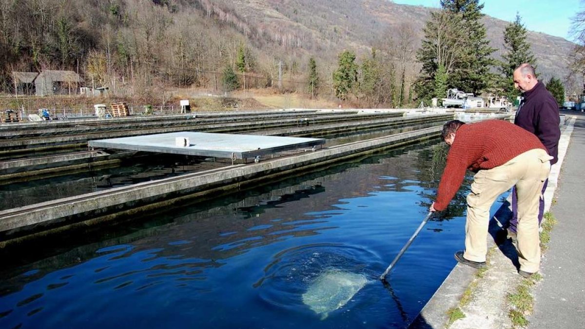 Imatge d’arxiu de la piscifactoria de Caviar Nacarii a Les.