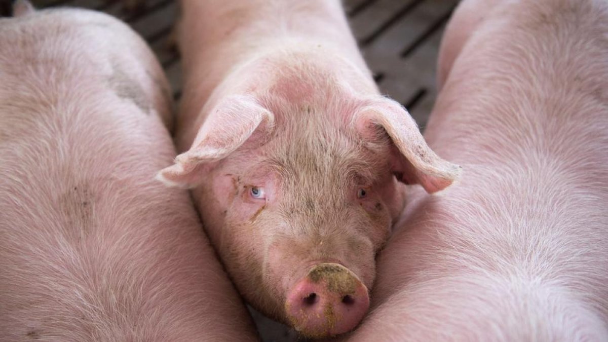 El consumo de carne de porcino ha aumentado en los hogares.