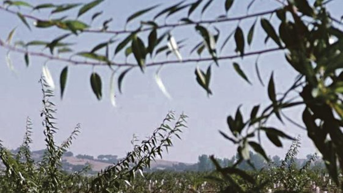 Imagen de una finca de Borges Agricultural en Portugal.