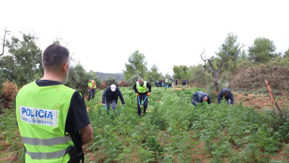 Imagen de la plantación desmantelada el pasado 22 de septiembre en L’Albagés. 