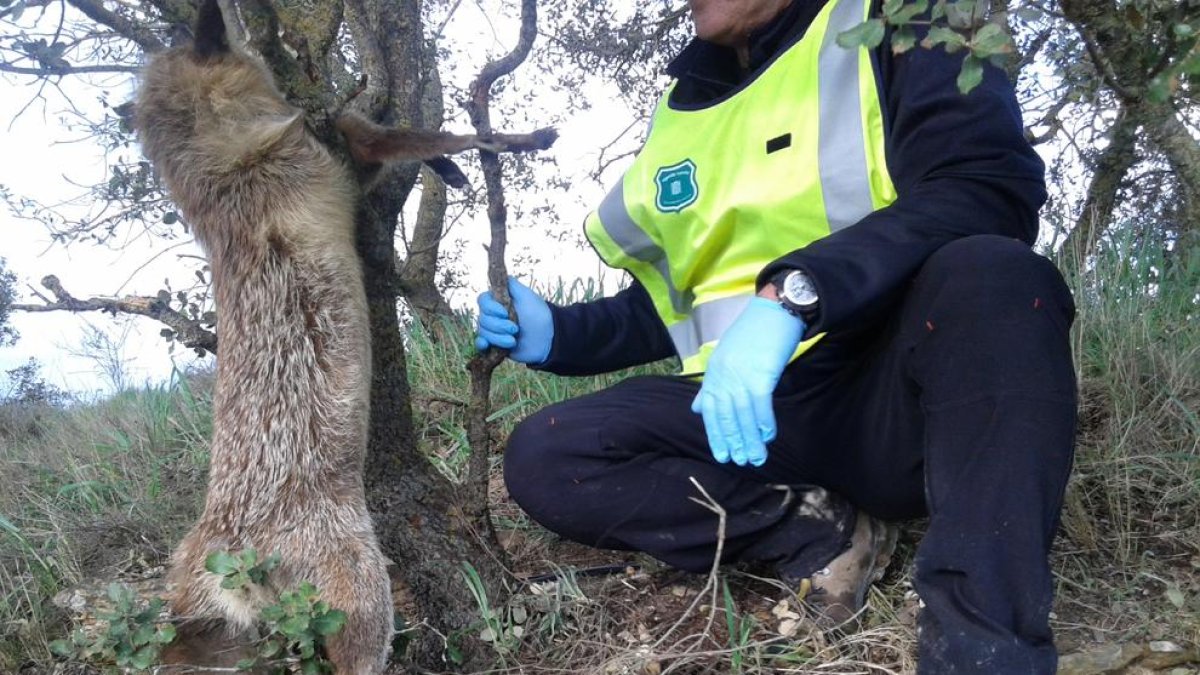 Un zorro atrapado en una de las trampas.