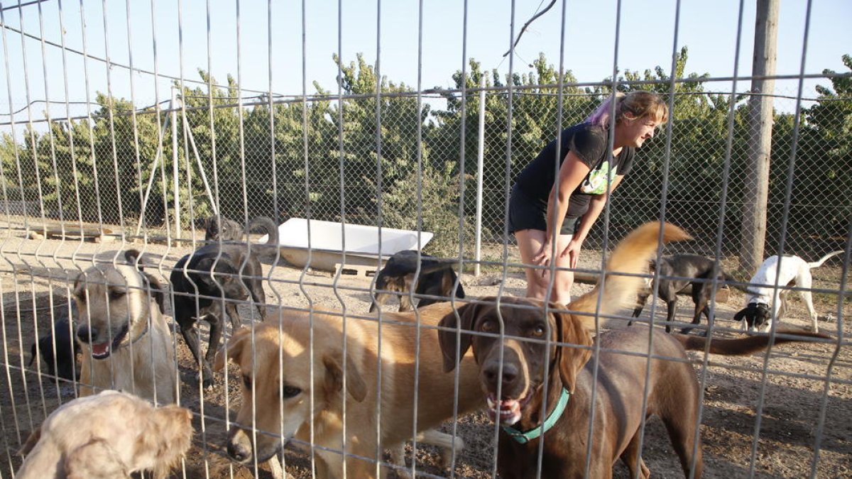 Imagen de archivo de la protectora Amigos Peludos del Bajo Cinca, con refugio en Seròs. 