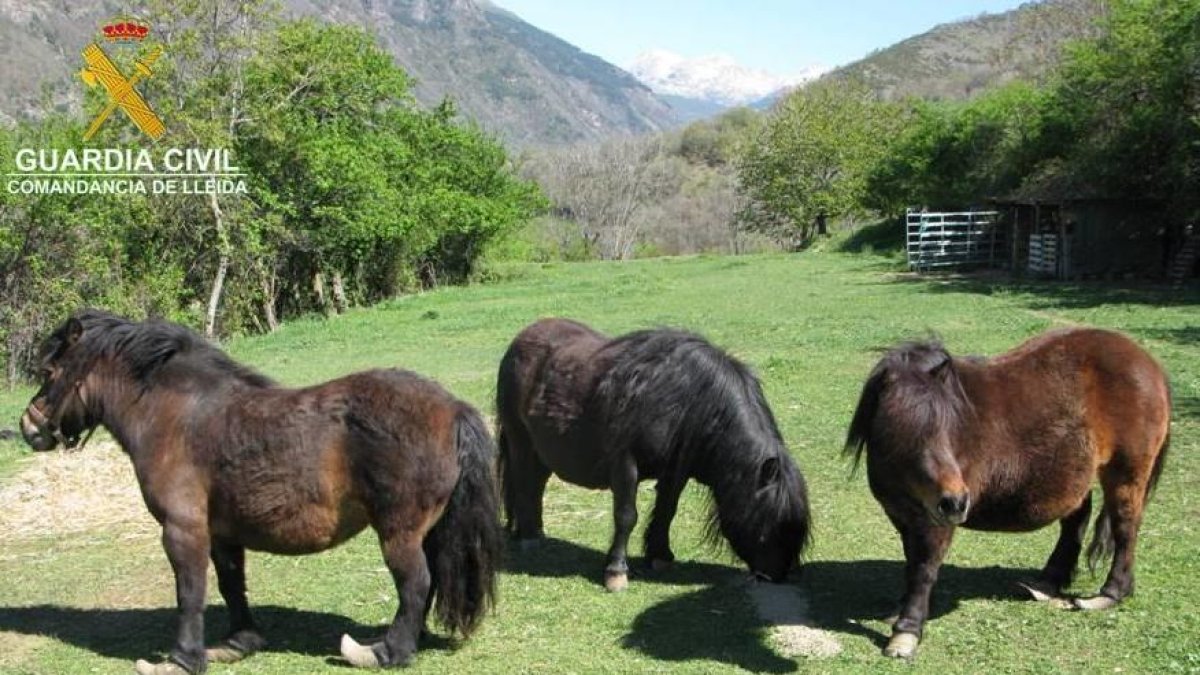 Estado que presentaban los ponis el día de la denuncia.