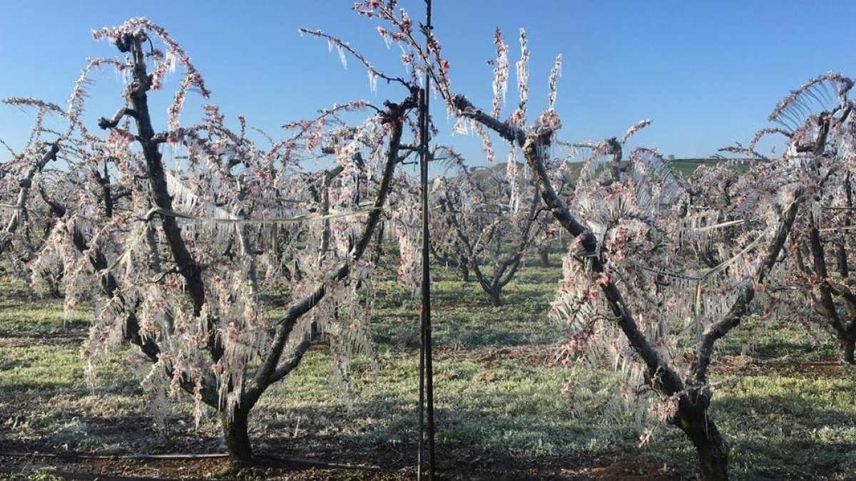 Las primeras heladas de marzo están valoradas en al menos 15 millones por Agroseguro.