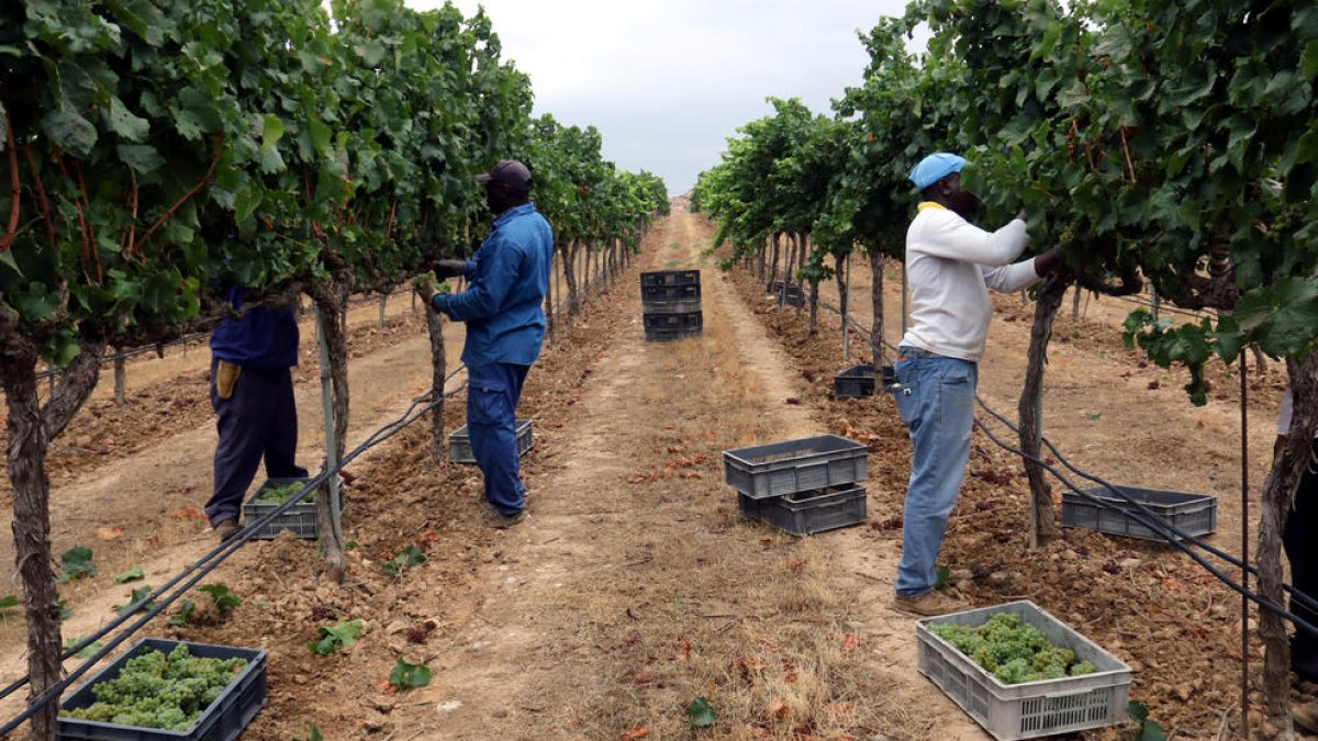 Trabajadores recogiendo uva a mano en las viñas de la bodega de Raimat en una imagen de archivo.
