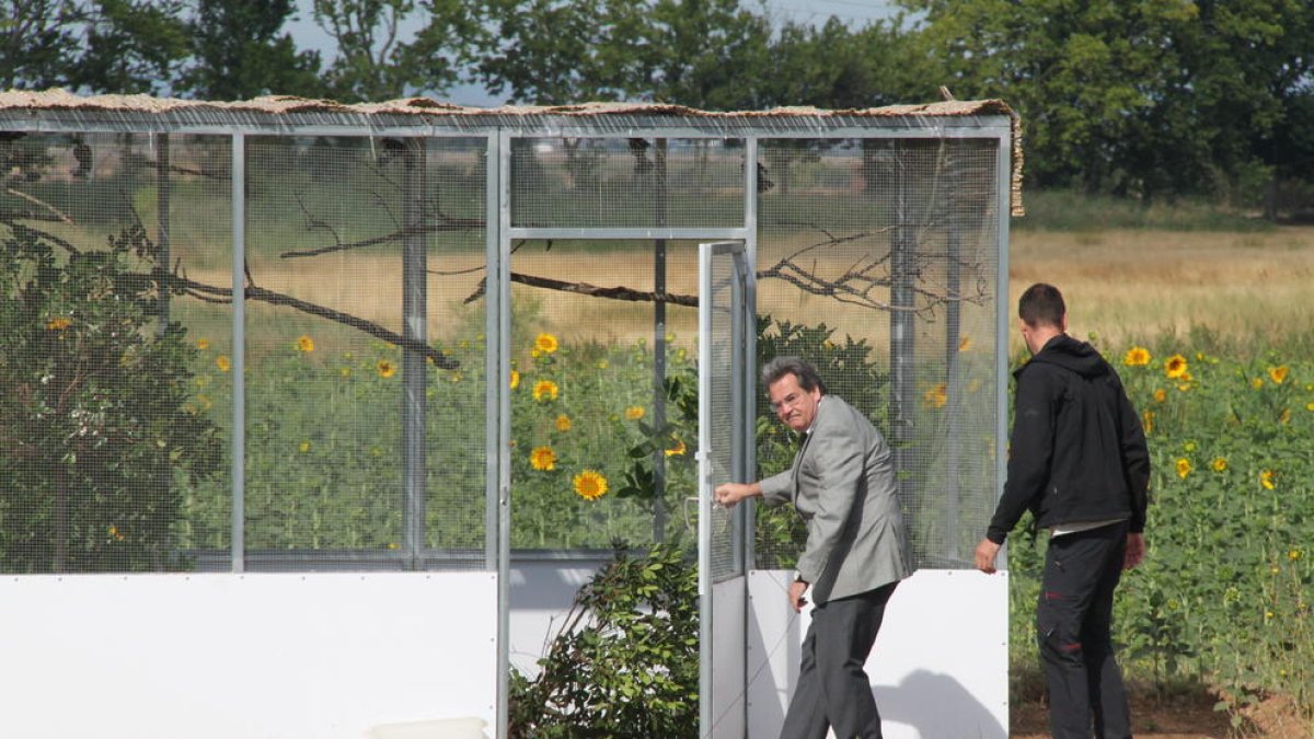 Imagen de archivo de 2011 de la liberación en Torreribera de ocho ejemplares de alcaudón criados en cautividad en Vallcalent.