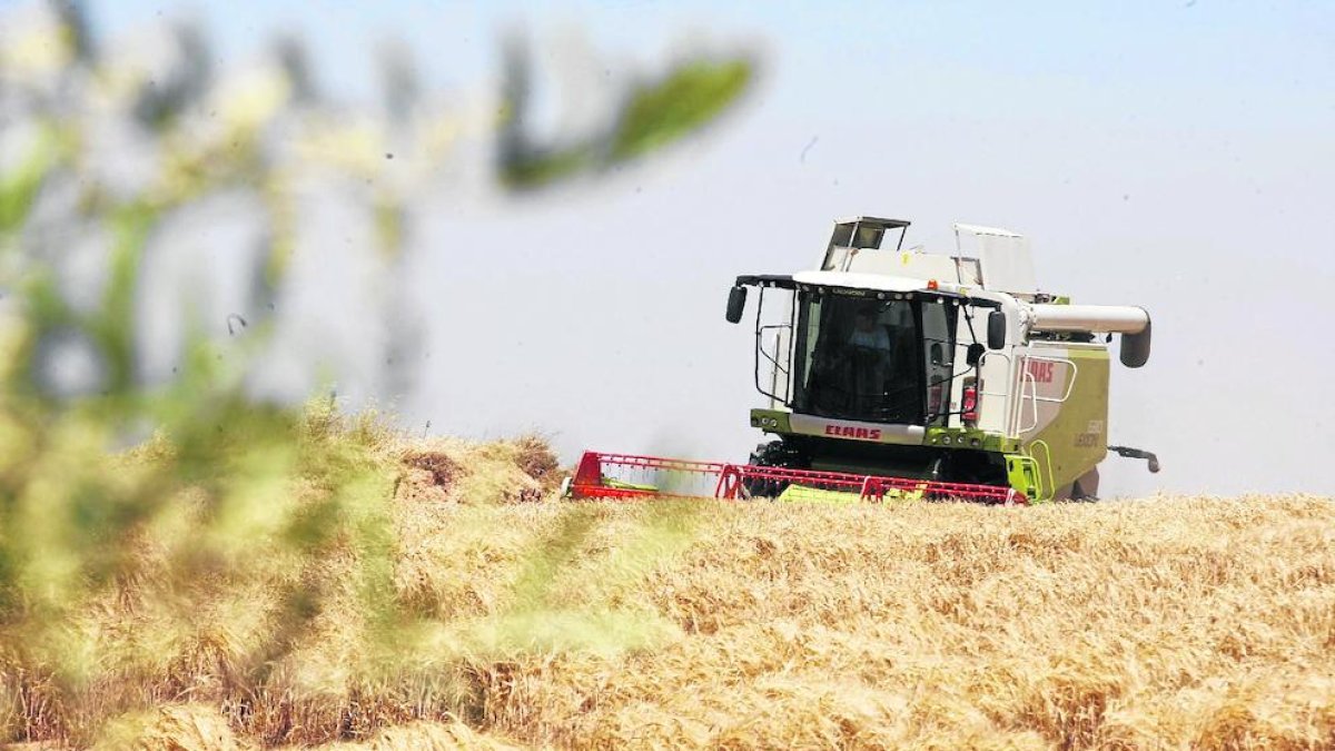 Un campo de cereal.