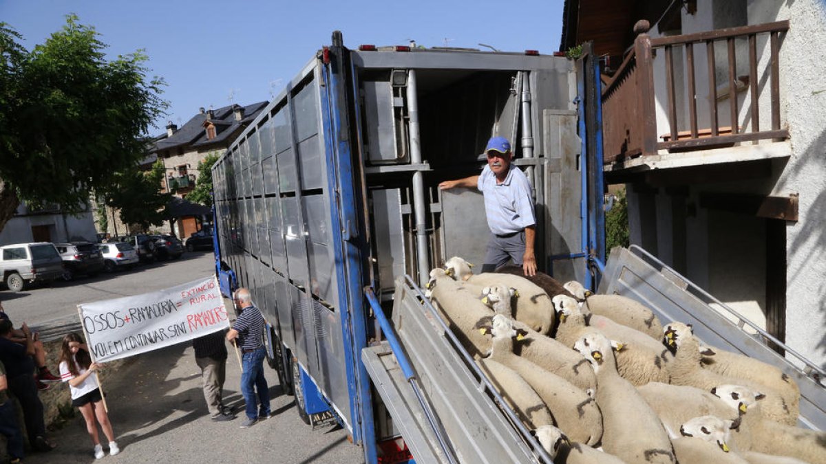 Ramon Cornellana subiendo las 450 ovejas al camión para trasladarlas desde el Sobirà a Les Garrigues, donde pasarán el verano. 