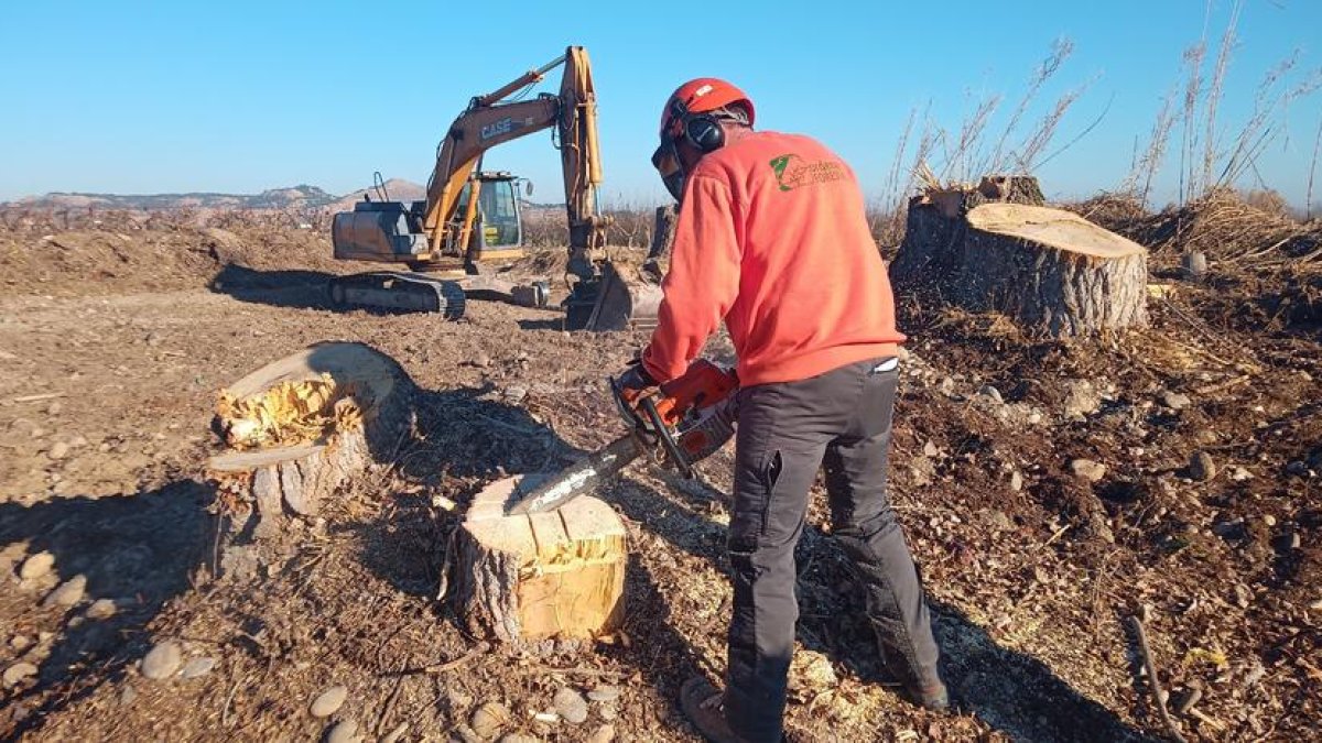 Un técnico prepara las cepas para el desarraigado biológico de chopos en la Granja d'Escarp
