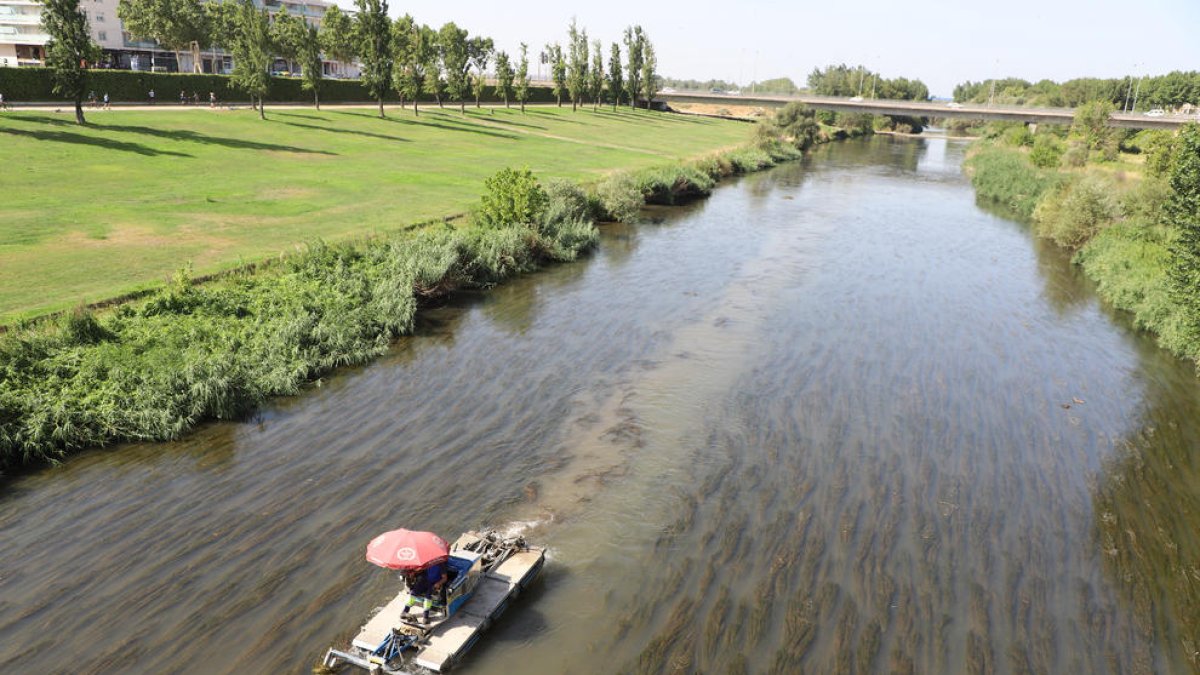 La imagen permite ver cómo  el lugar por donde pasa la barca va quedando libre de macrófitos. 