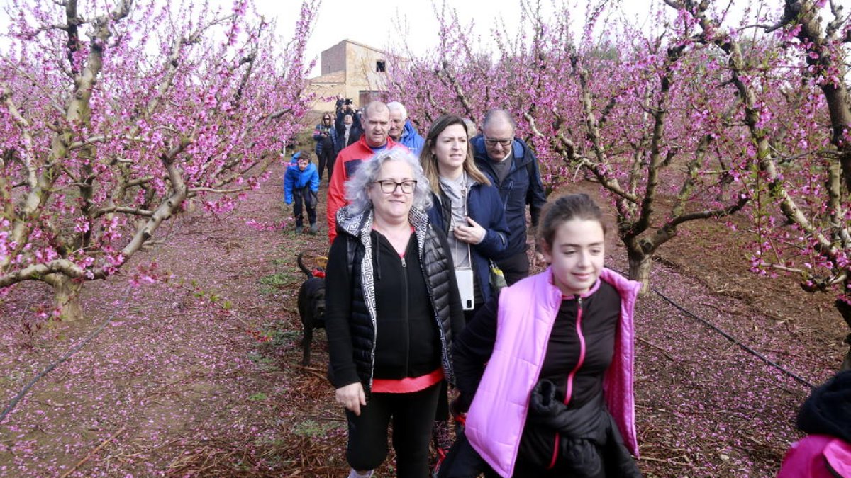 Los asistentes a la ruta guiada por los árboles en flor y escenarios de la película 'Alcarràs' andando|caminando por una finca de fruteros en Massalcoreig