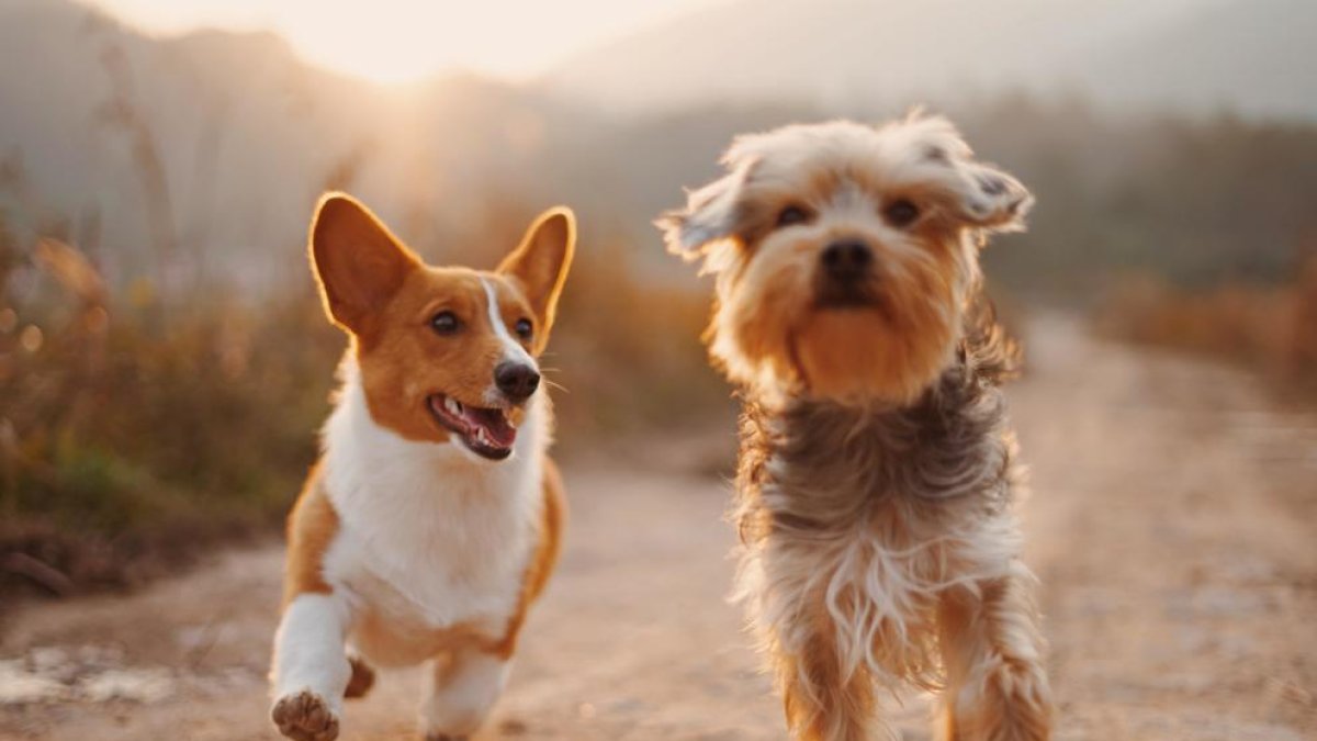 Ley de mascotas: ¿Qué queda prohibido finalmente y qué obligaciones tenemos?