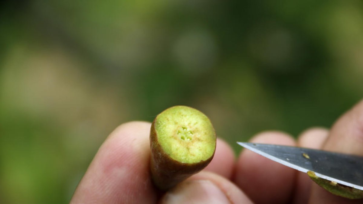Una pera en fase de crecimiento abierta por la mitad donde se pueden ver los daños de la helada por la falta de semilla.