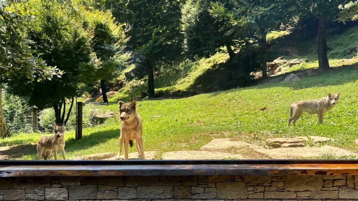 Un espacio para observar lobos a través de un cristal de espejo en el Parc Animalier des Pyrenées.