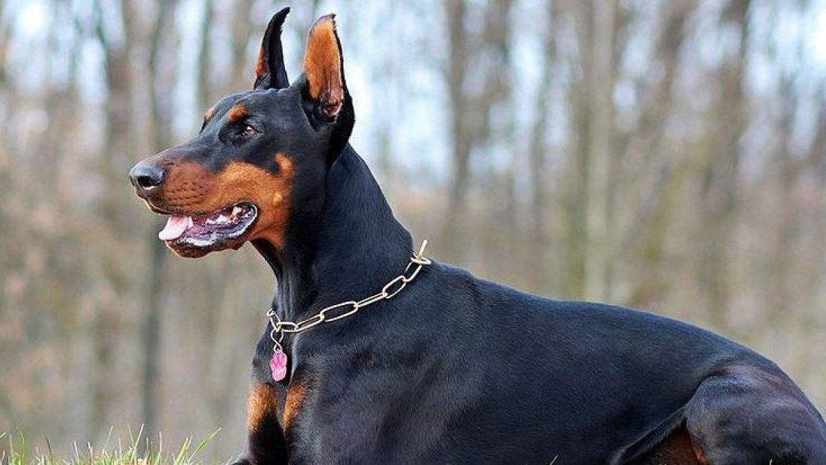 Balaguer impone multas de hasta 5.400 euros por llevar perros peligrosos sin atar