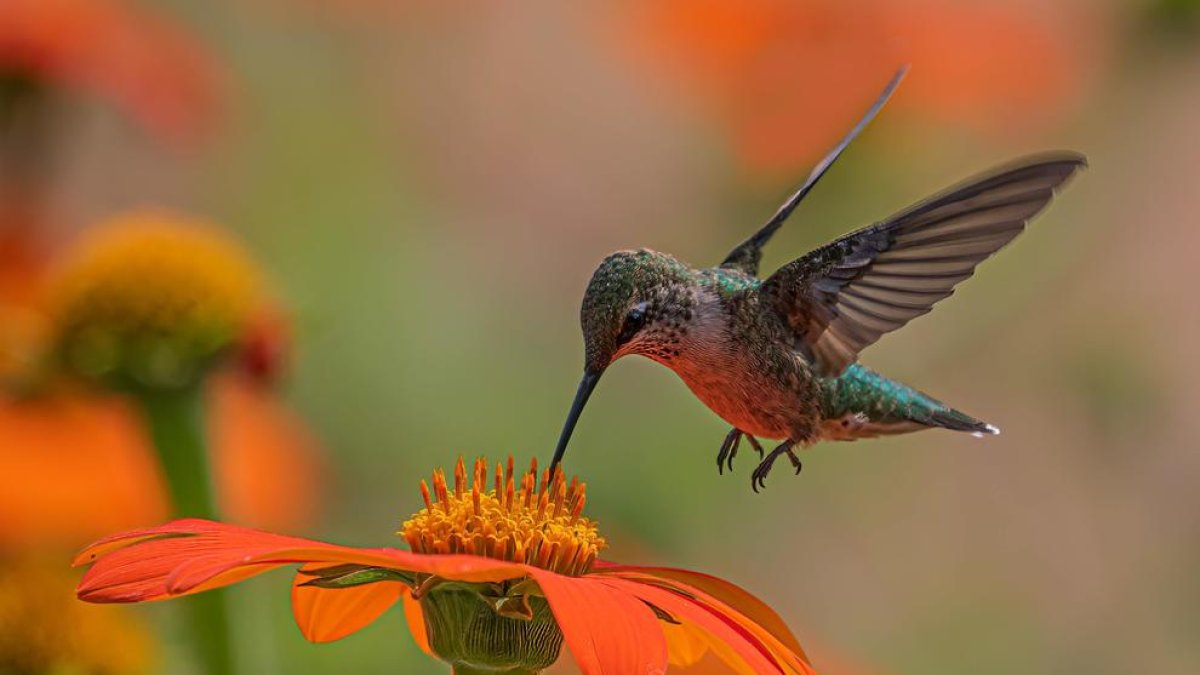 Un colibrí.