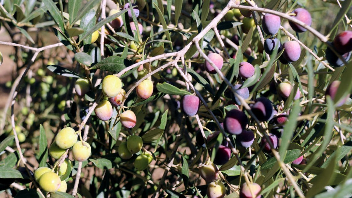 Un olivo.