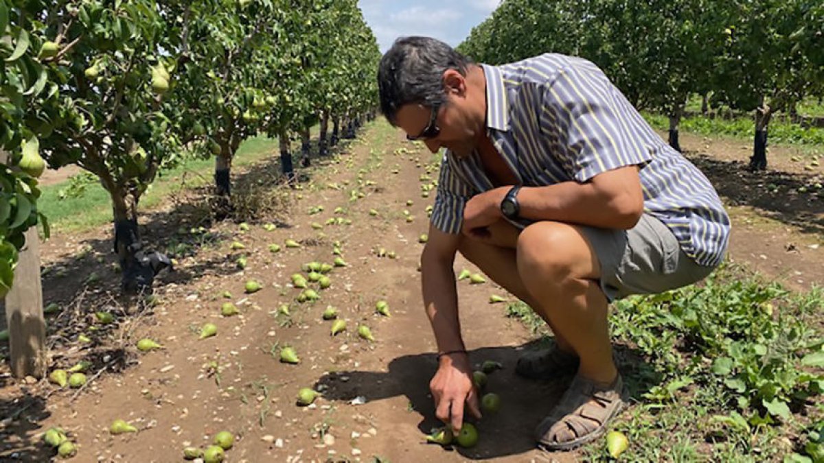 Este agricultor de Ivars d’Urgell valora los efectos del temporal, que ha tirado peras al suelo.