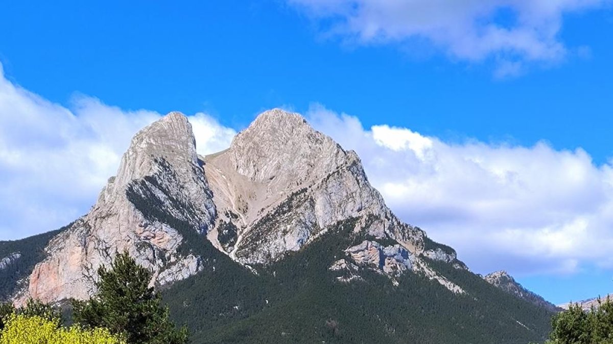 Un camp de flors amb el Pedraforca al fons.