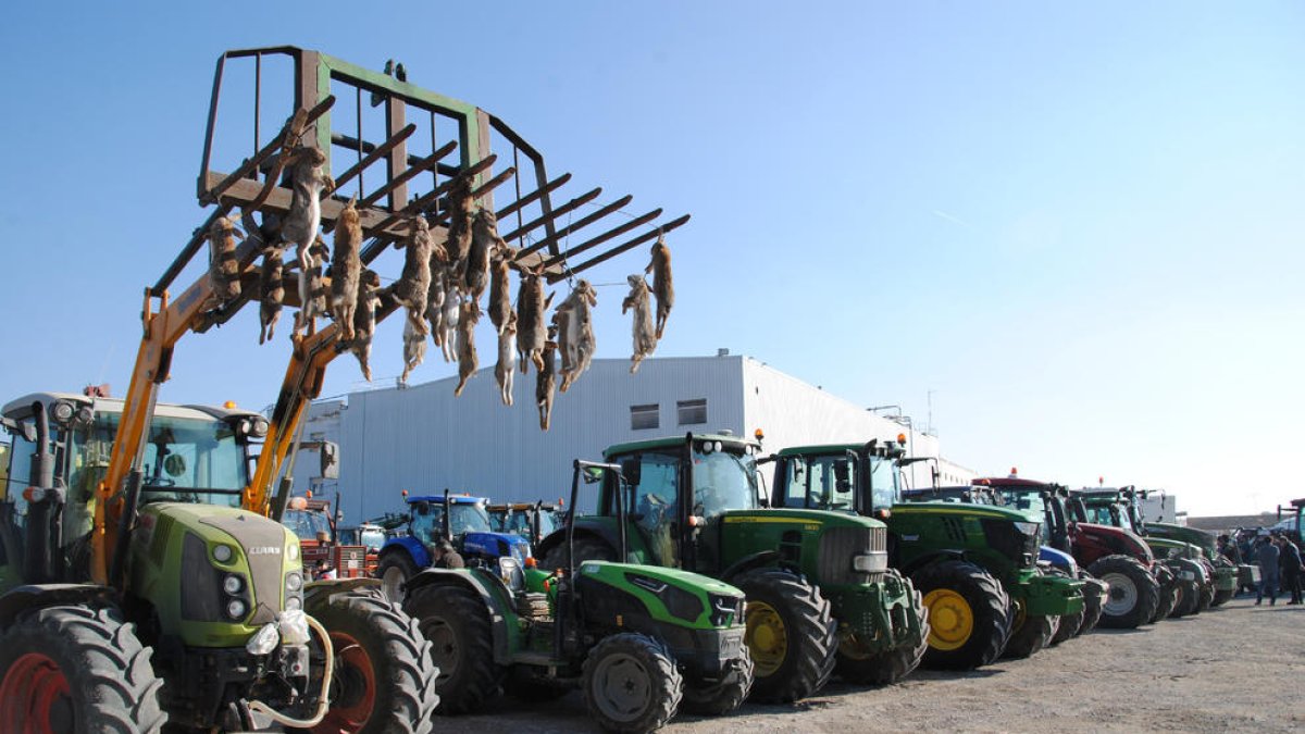 Tractores ayer en la explanada de la antigua Big-Ben de Golmés, uno de ellos con cadáveres de conejos. 