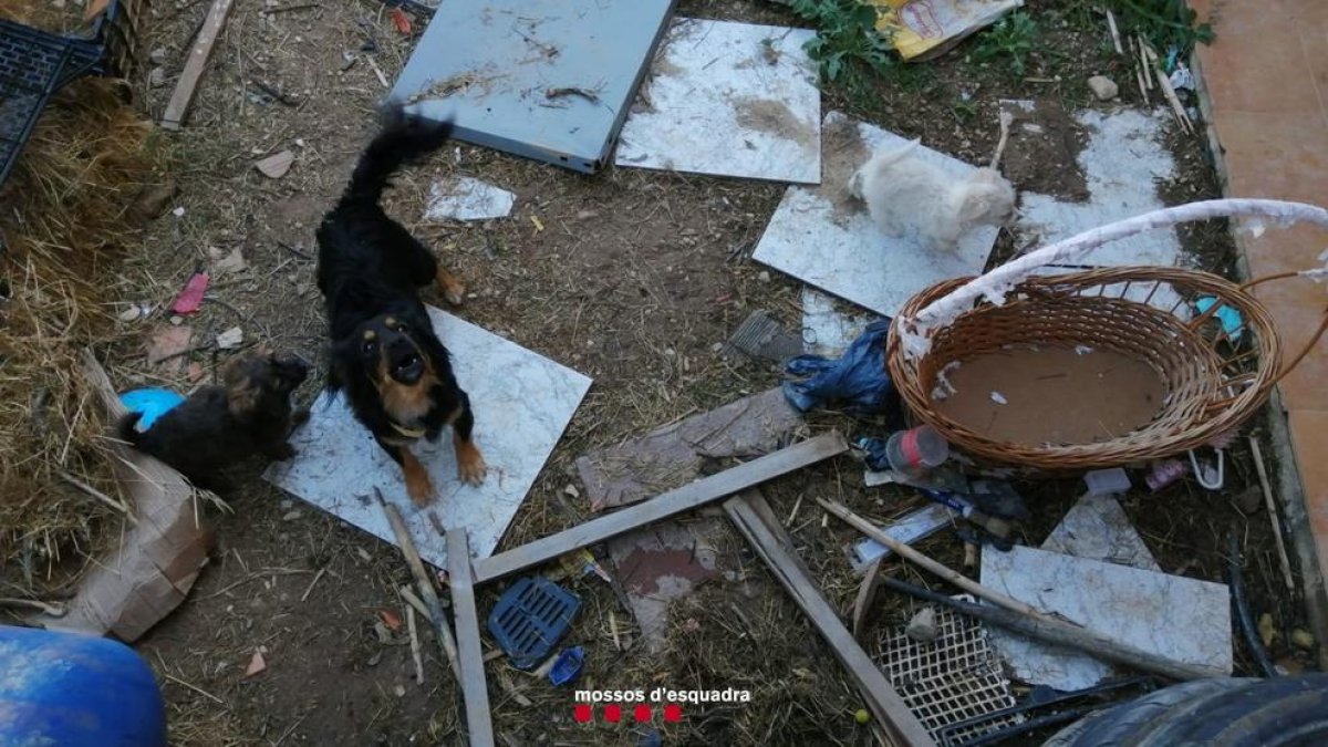 Alguns els gossos abandonats al patit de la casa de Vila-sana.