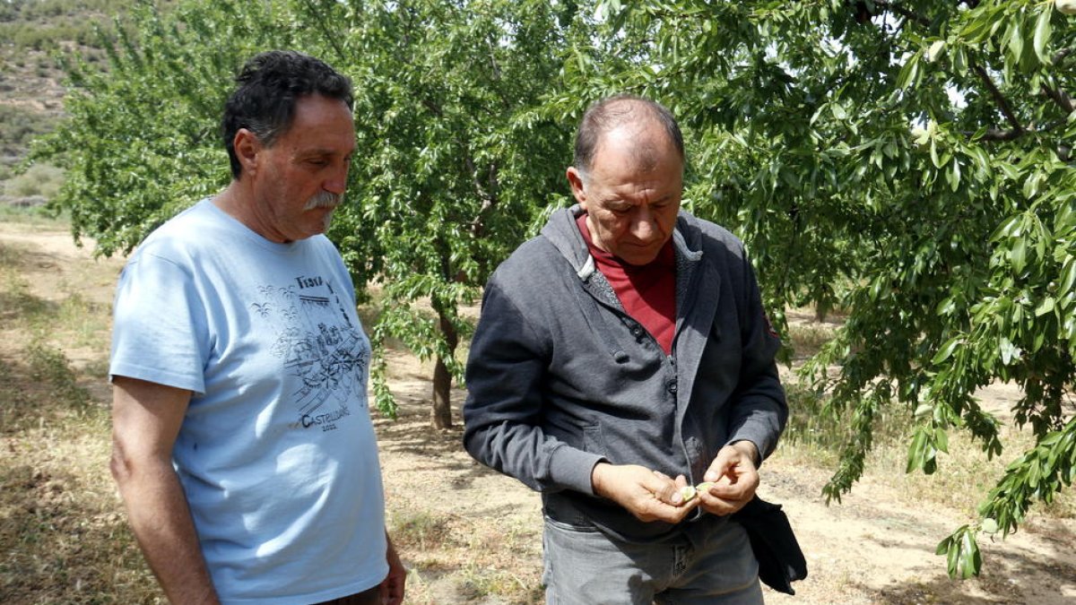 El alcalde de Castelldans y un campesino que coge el agua del Segarra-Garrigues visitan un campo de almendros que hace cuatro días que no se riega