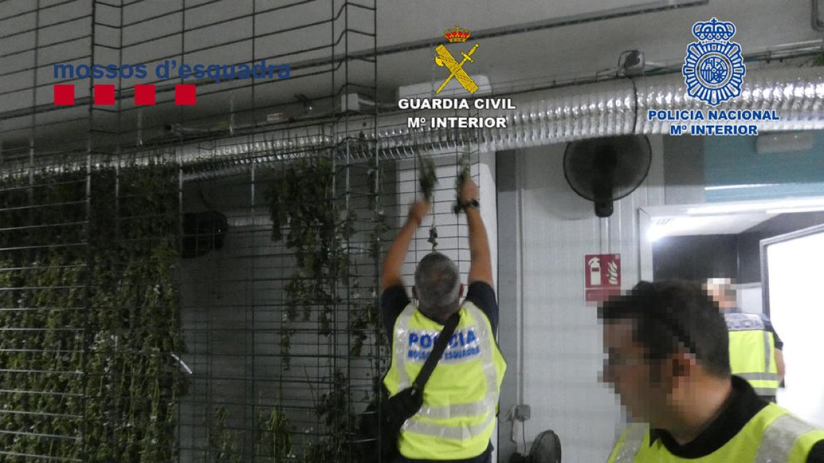 Agentes de los Mossos d’Esquadra desmantelan las instalaciones en las que operaba la banda.