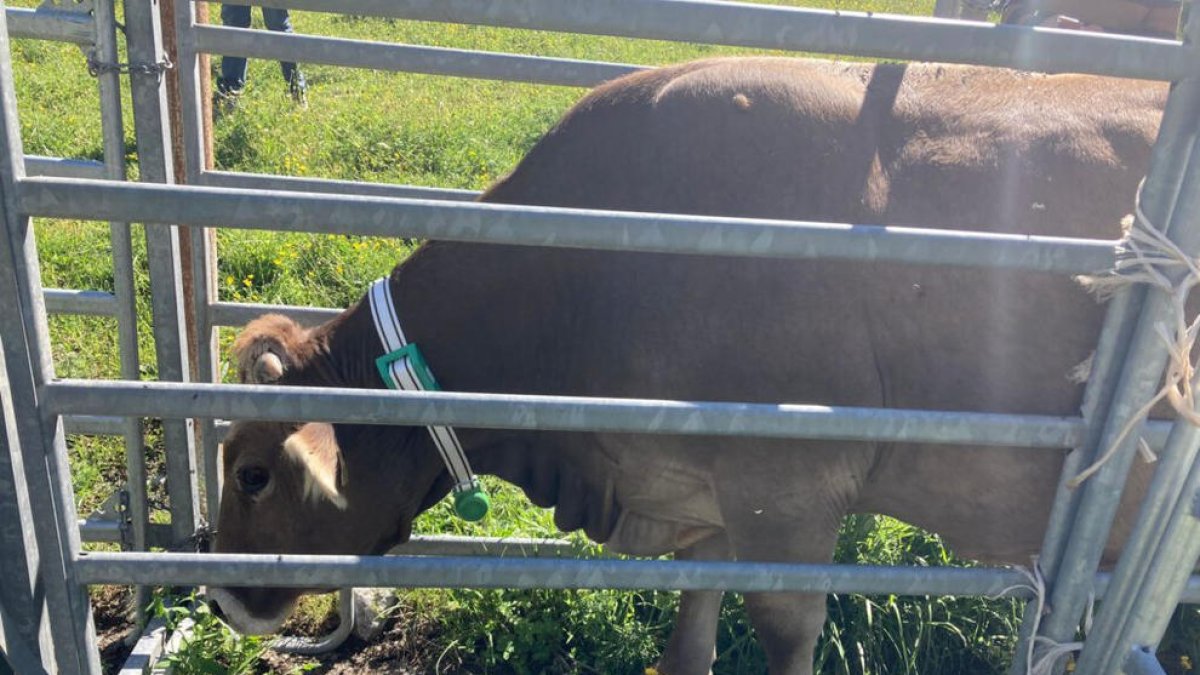 Imagen de archivo de una vaca con un collar GPS.