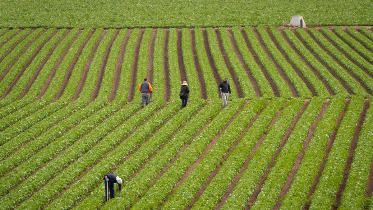 Las lechugas contienen sustancias tóxicas de neumáticos, según un estudio