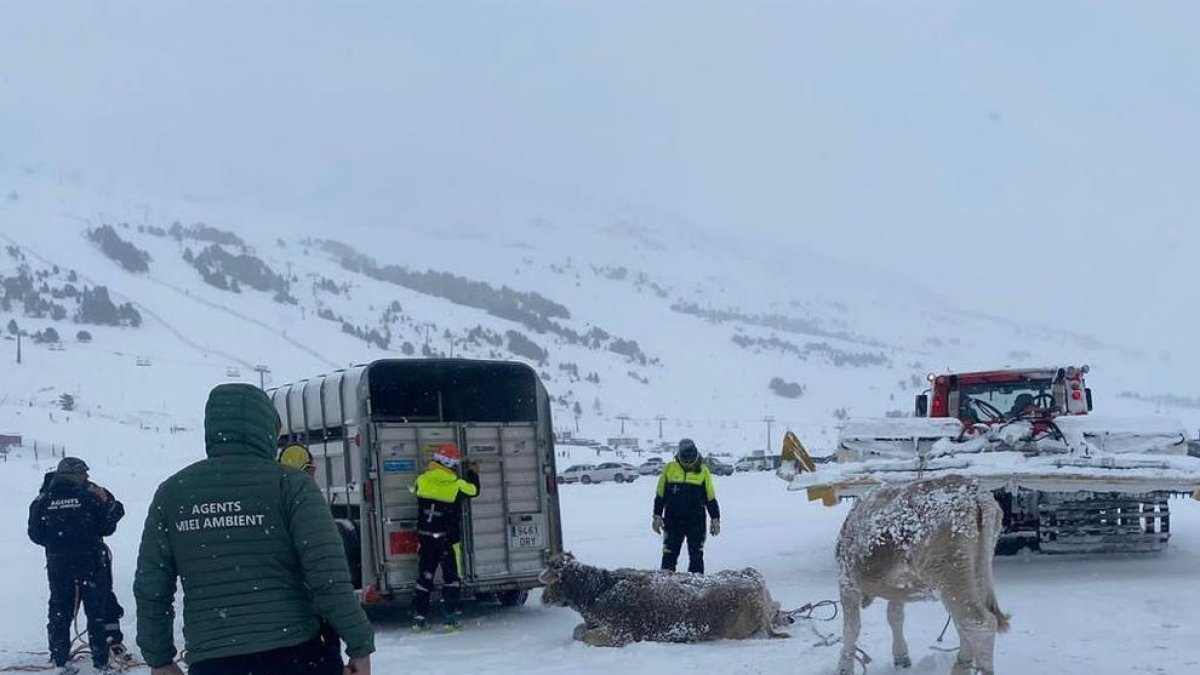 Agents de Miei Ambient d'Aran rescaten vaques a Beret i Varradòs
