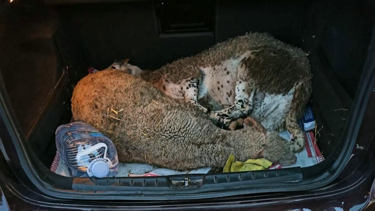Una de les ovelles dins del vehicle