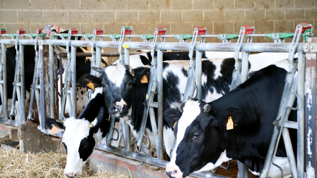 Vacas en una granja.