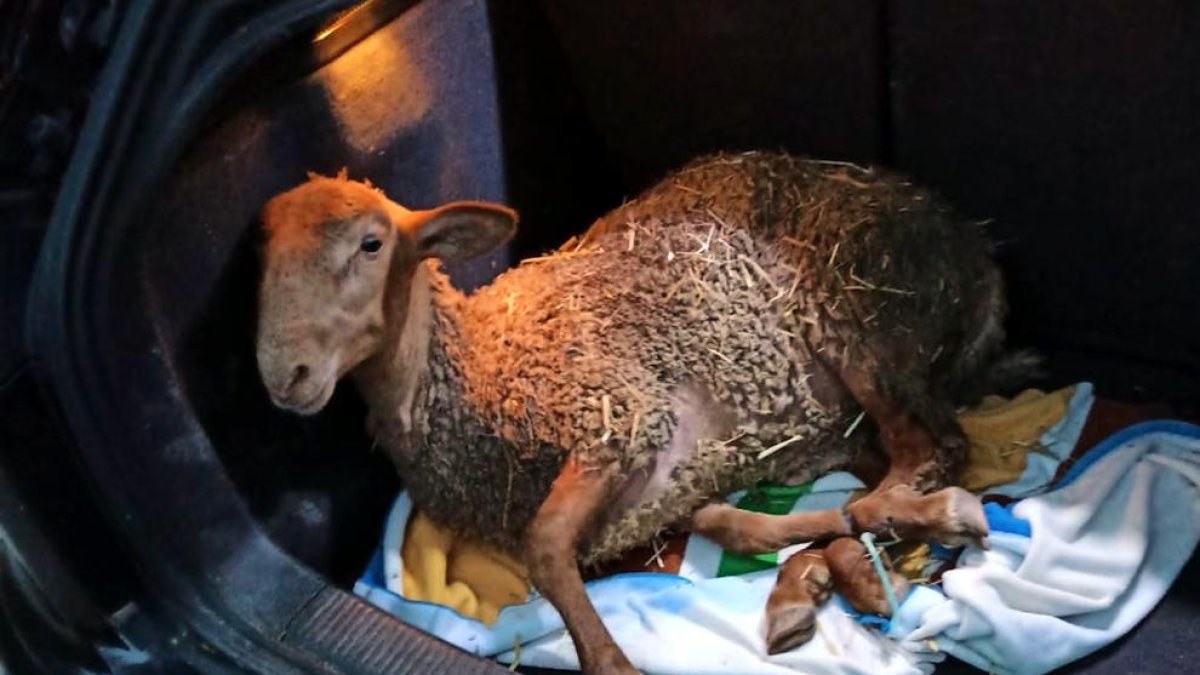 Imagen de una oveja, atada en el maletero de un coche. 