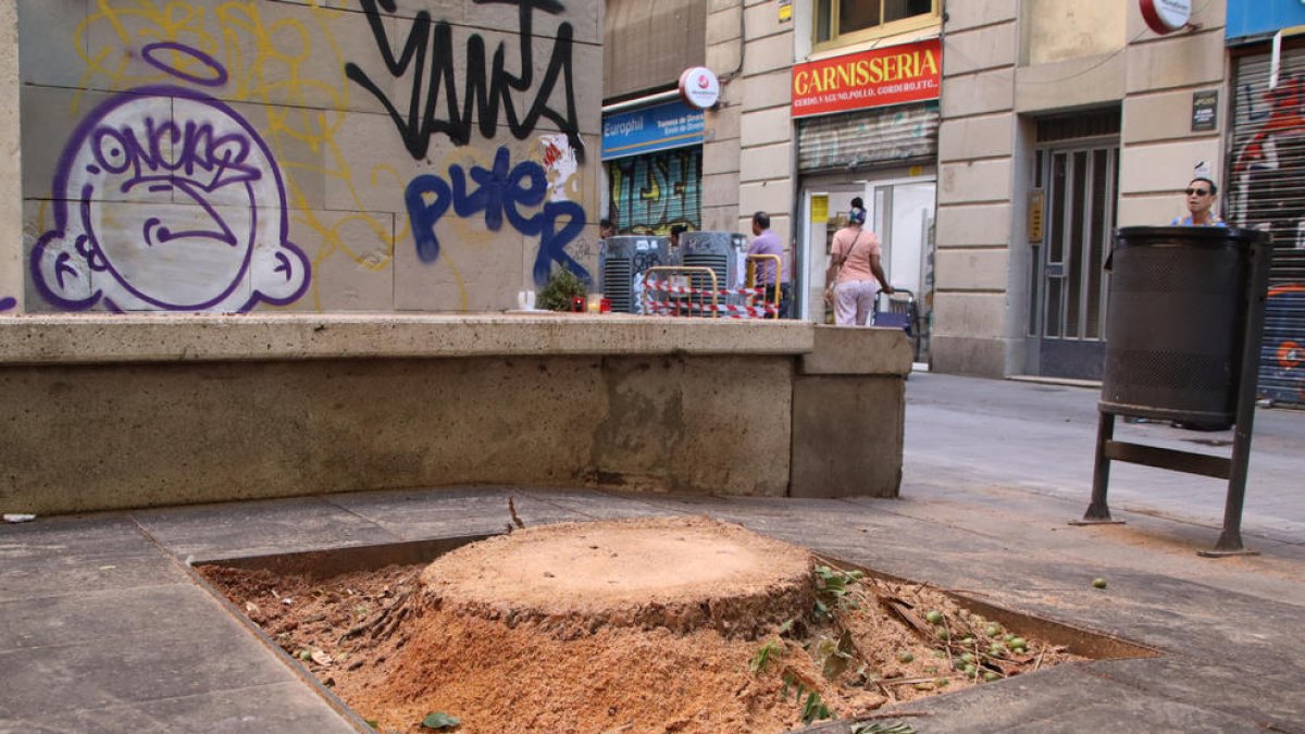 El lugar donde había la palmera que, al caer, mató a una joven de 20 años en Barcelona.