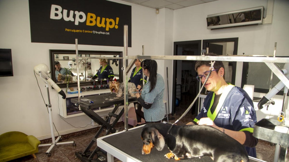 Dos gossos rebent ahir cures en una perruqueria canina del barri de Pardinyes.