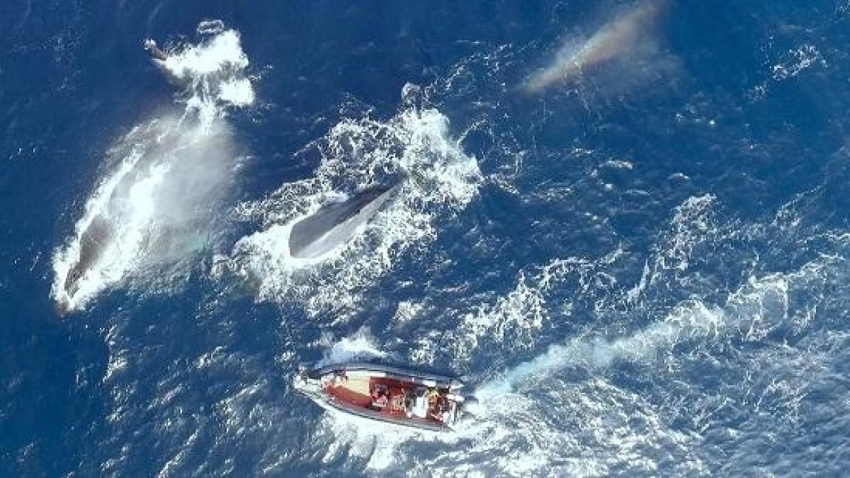 Un fotograma del documental ‘La balena solitària’, que emet TV3.