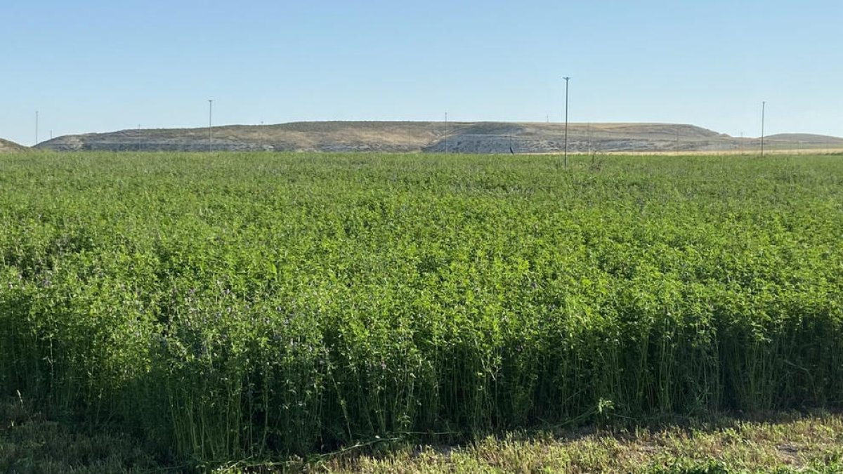 Imagen de archivo de una finca con disponibilidad de agua para surtir su producción a la industria.