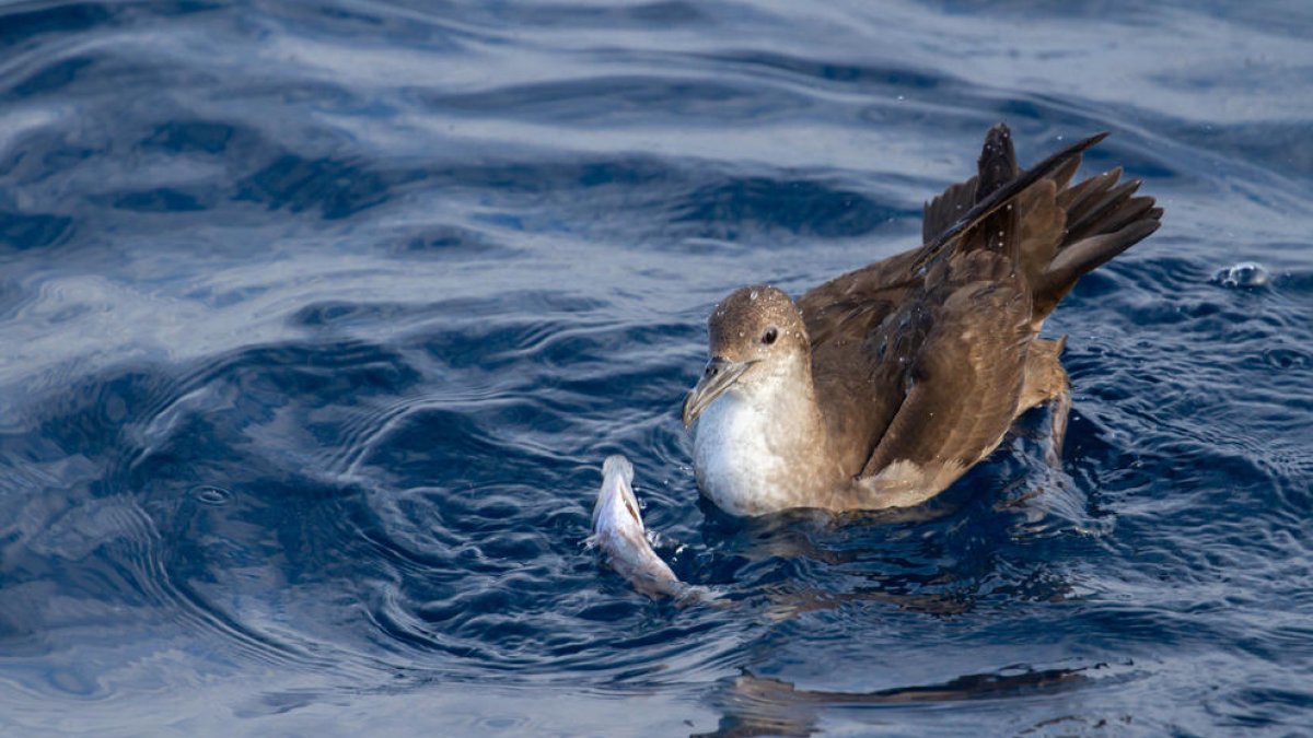 El Mediterráneo, entre las zonas de más riesgo por plásticos para las aves marinas amenazadas