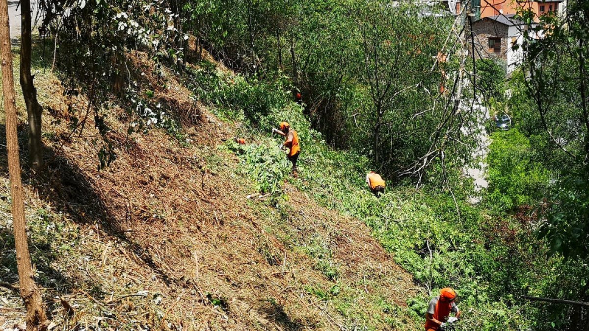 Los trabajos llevados a cabo para retirar masa forestal. 