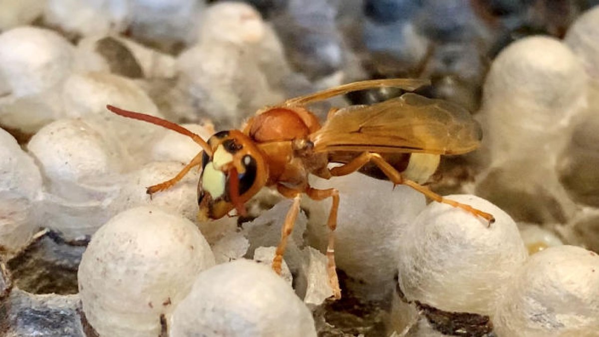 Detectats per primer cop a Catalunya exemplars de vespa oriental
