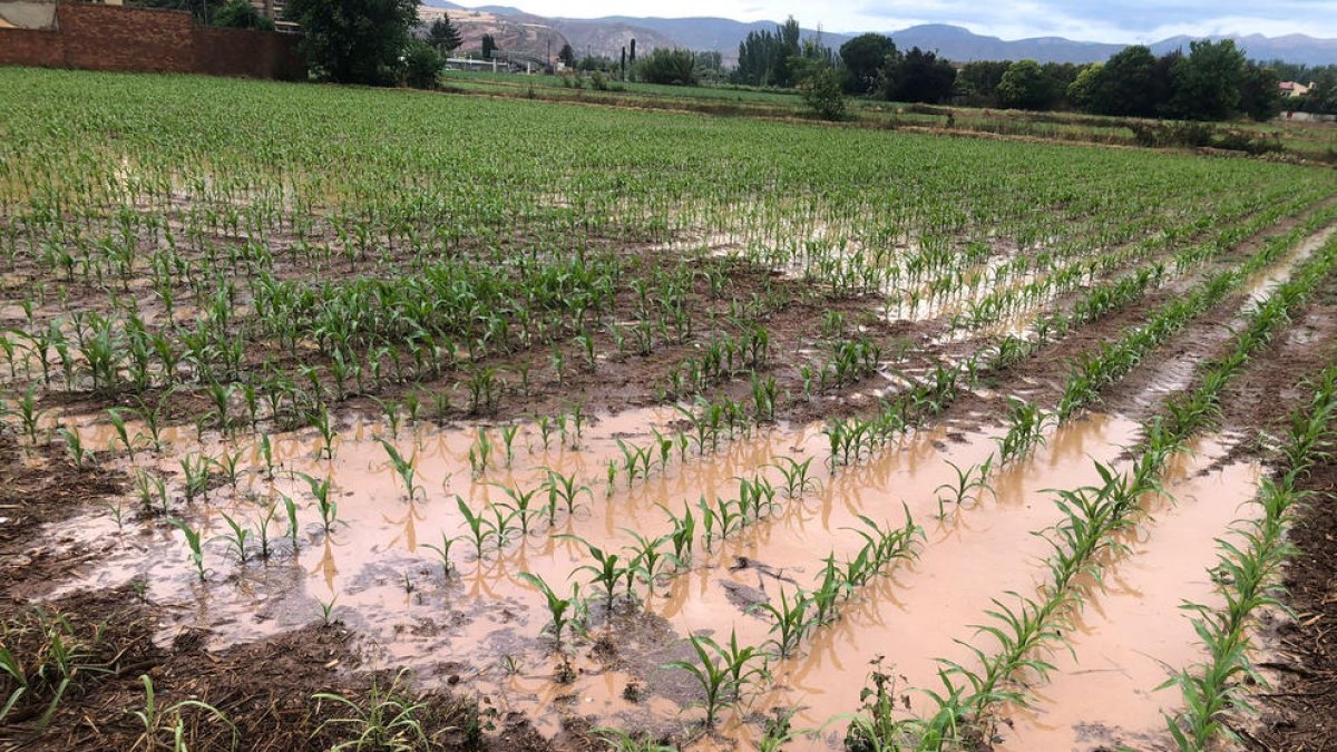 Camps negats a Balaguer arran de les intenses precipitacions d'ahir