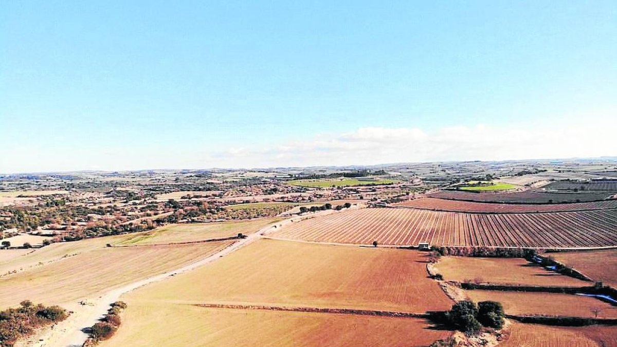 La zona agrícola de Verdú afectada per les destrosses de la plaga de conills.