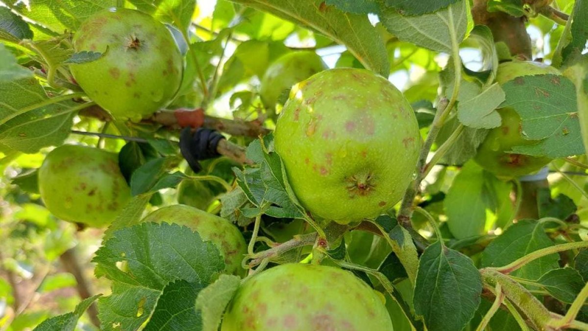 Manzanas dañadas por la piedra en Alguaire.