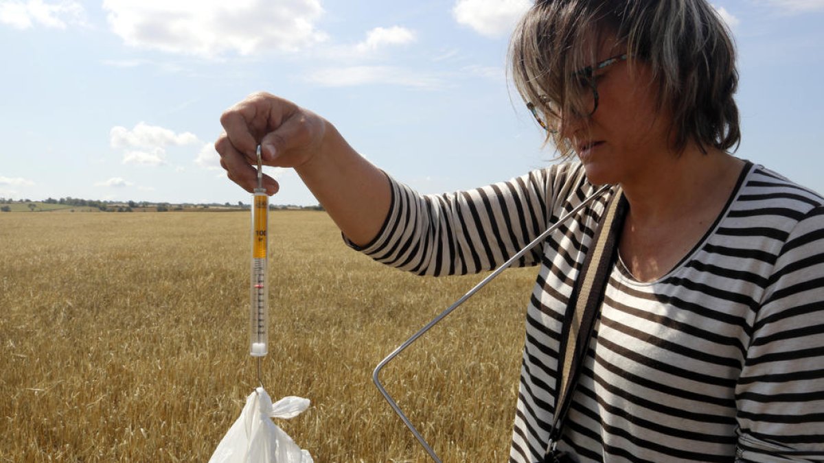 Una perito d'Agroseguro pesando cereal afectado por la sequía en una finca de Granyena de Segarra.
